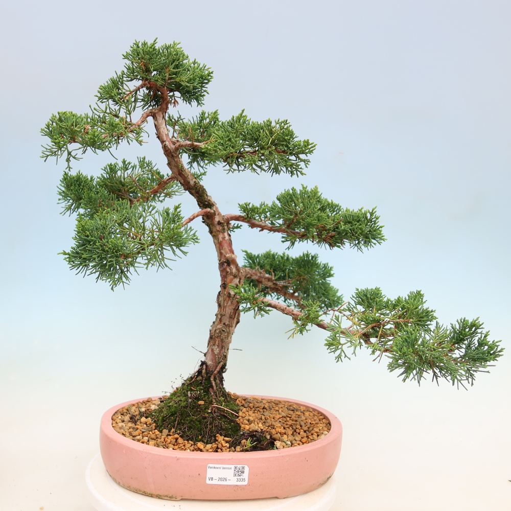 Venkovní bonsai - Juniperus chinensis Kishu -Jalovec čínský