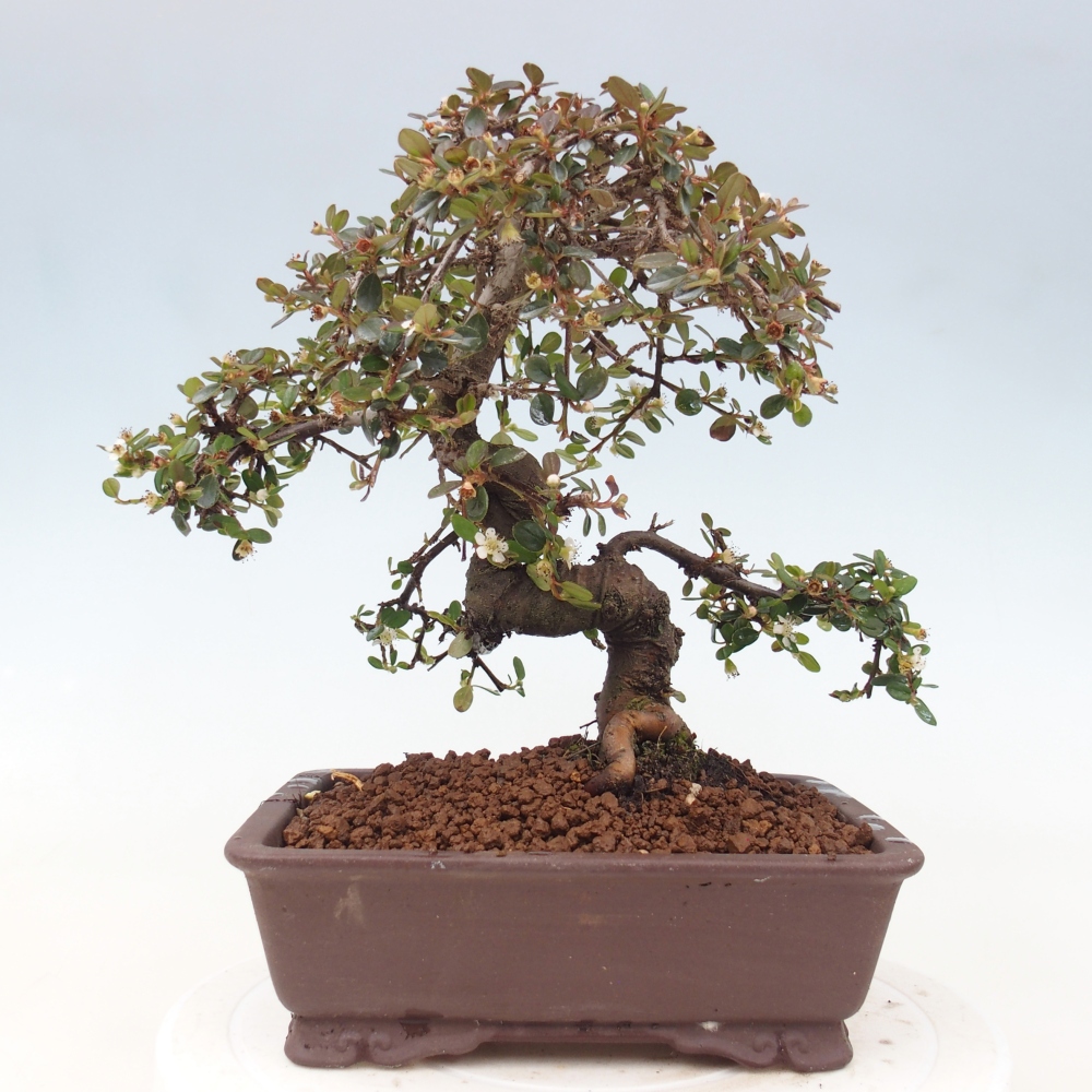 Venkovní bonsai-Cotoneaster dammeri - Skalník Damerův