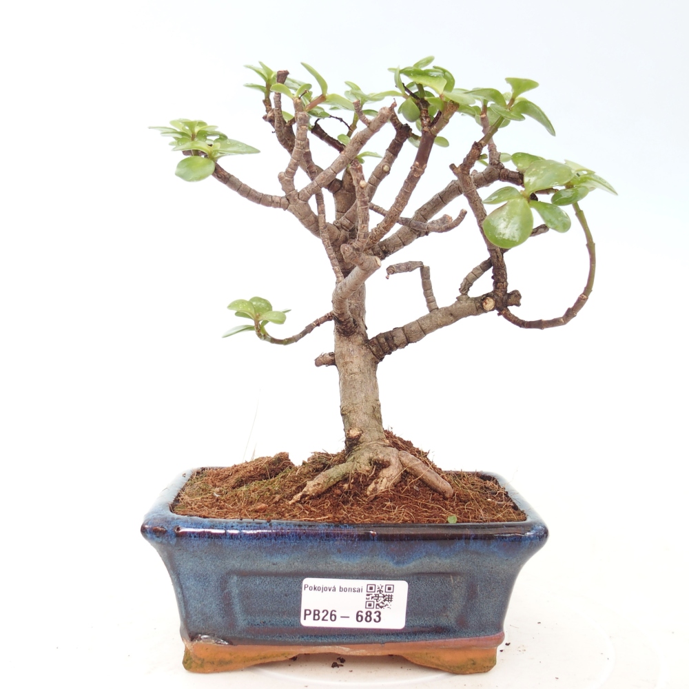 Pokojová bonsai - Portulakaria Afra - Tlustice