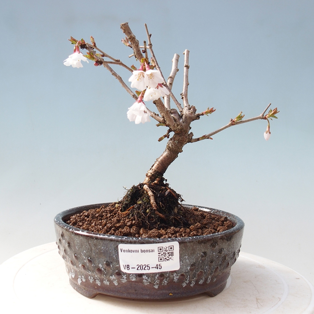 Venkovní bonsai - Prunus incisa Kojou-no mai-Slivoň vyříznutá
