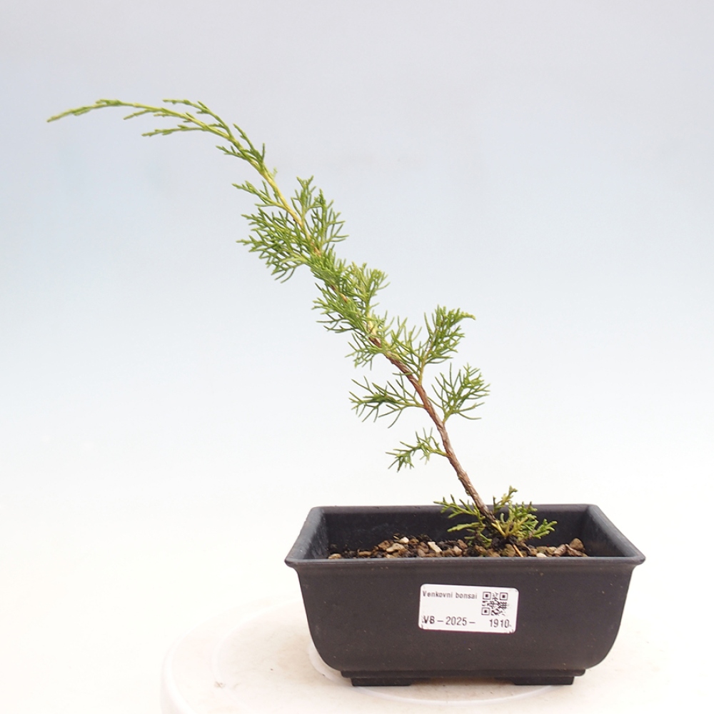 Venkovní bonsai - Juniperus chinensis Itoigawa -Jalovec čínský