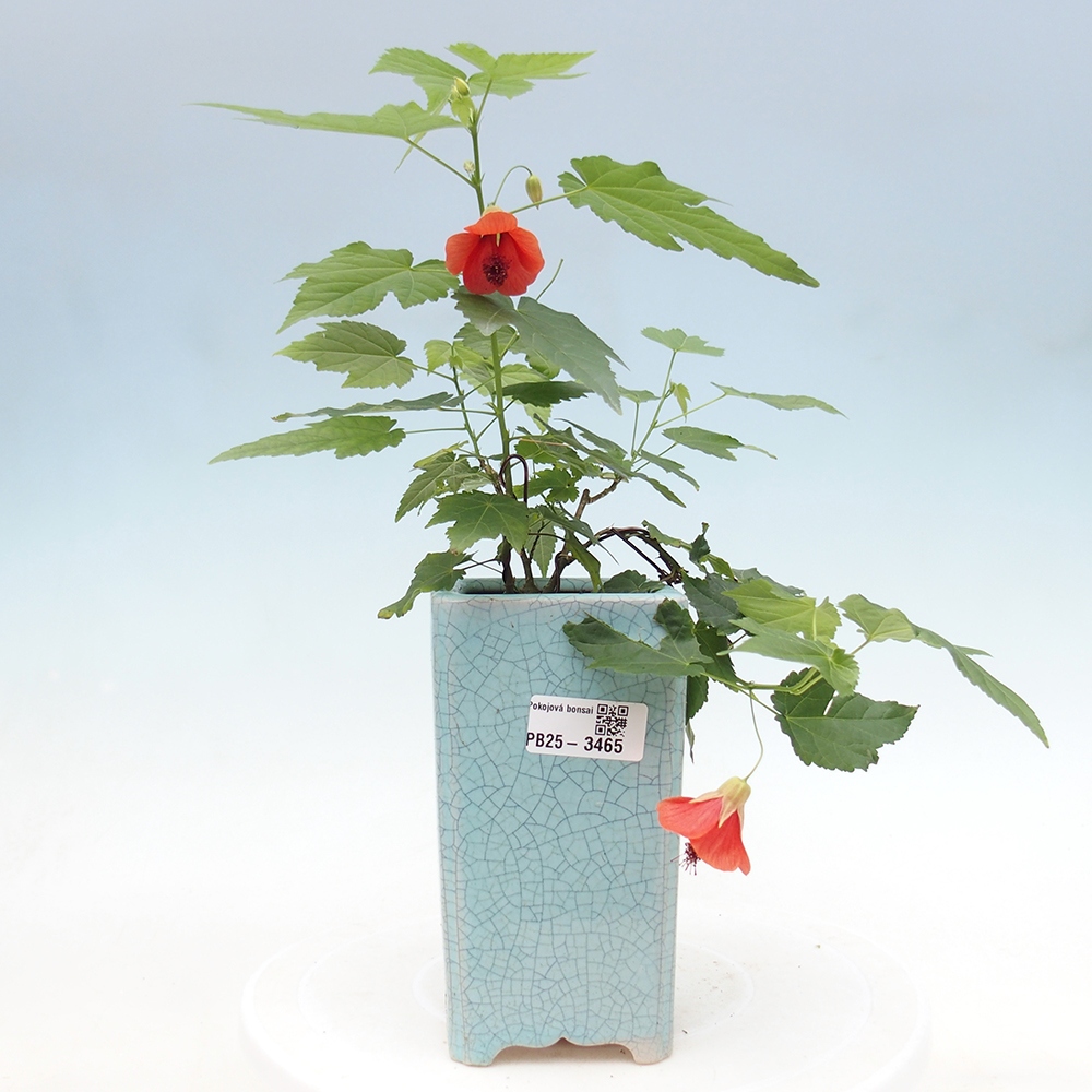 Pokojová bonsai - Abutilon Red Trumpet - Pokojová lipka