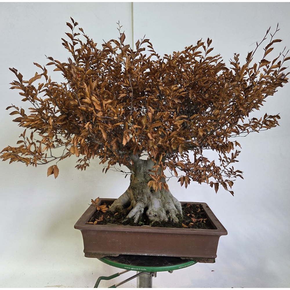 Venkovní bonsai - Fagus crenata