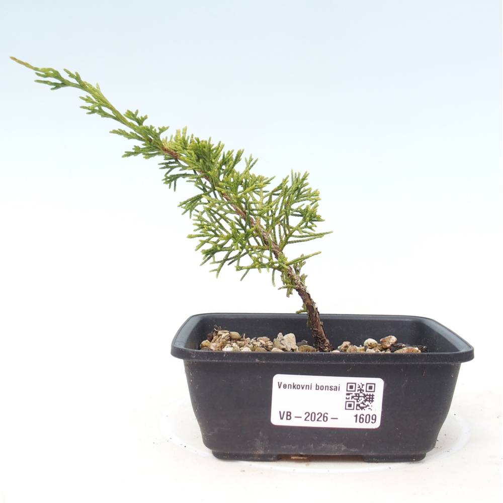 Venkovní bonsai - Juniperus chinensis Itoigawa -Jalovec čínský