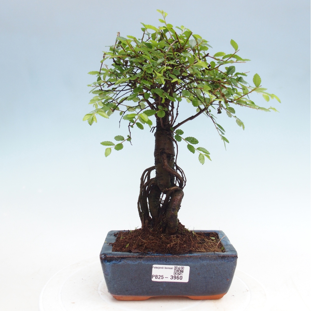 Pokojová bonsai - Ulmus parvifolia - Malolistý jilm