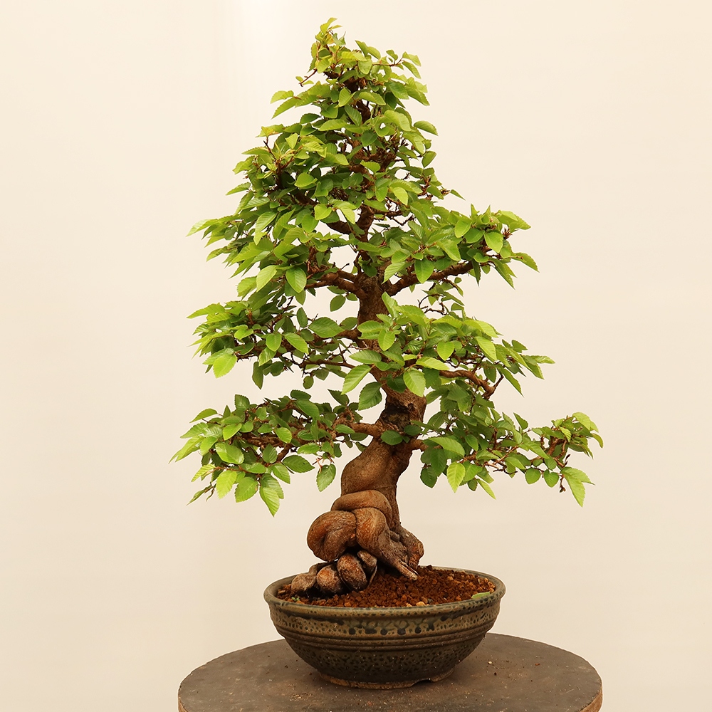 Venkovní bonsai -Carpinus Coreana - Habr korejský