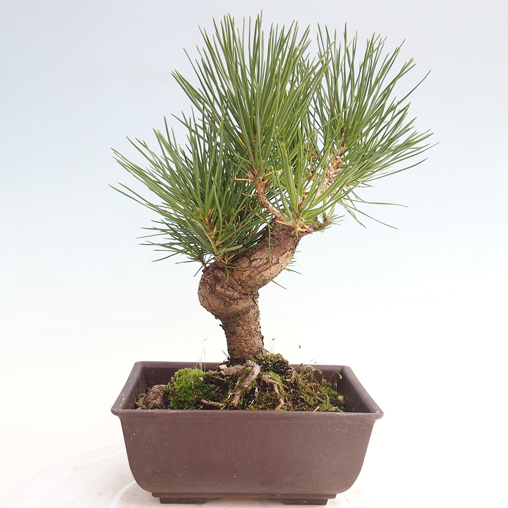Venkovní bonsai - Pinus thunbergii - Borovice thunbergova