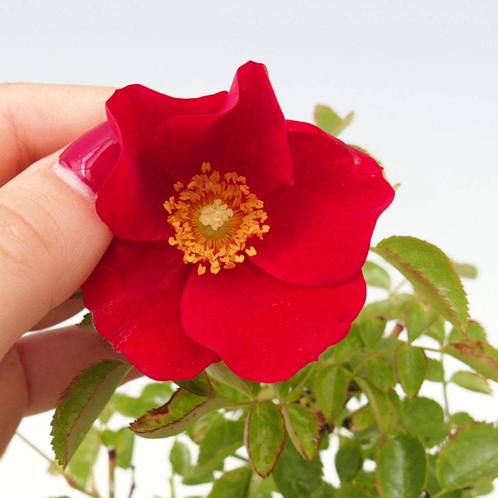 Venkovní bonsai - Rosa Kordes -  růže