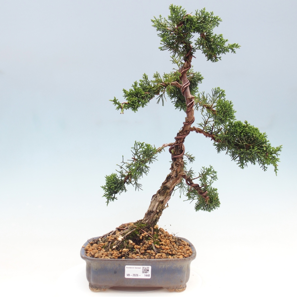 Venkovní bonsai - Juniperus chinensis Kishu -Jalovec čínský