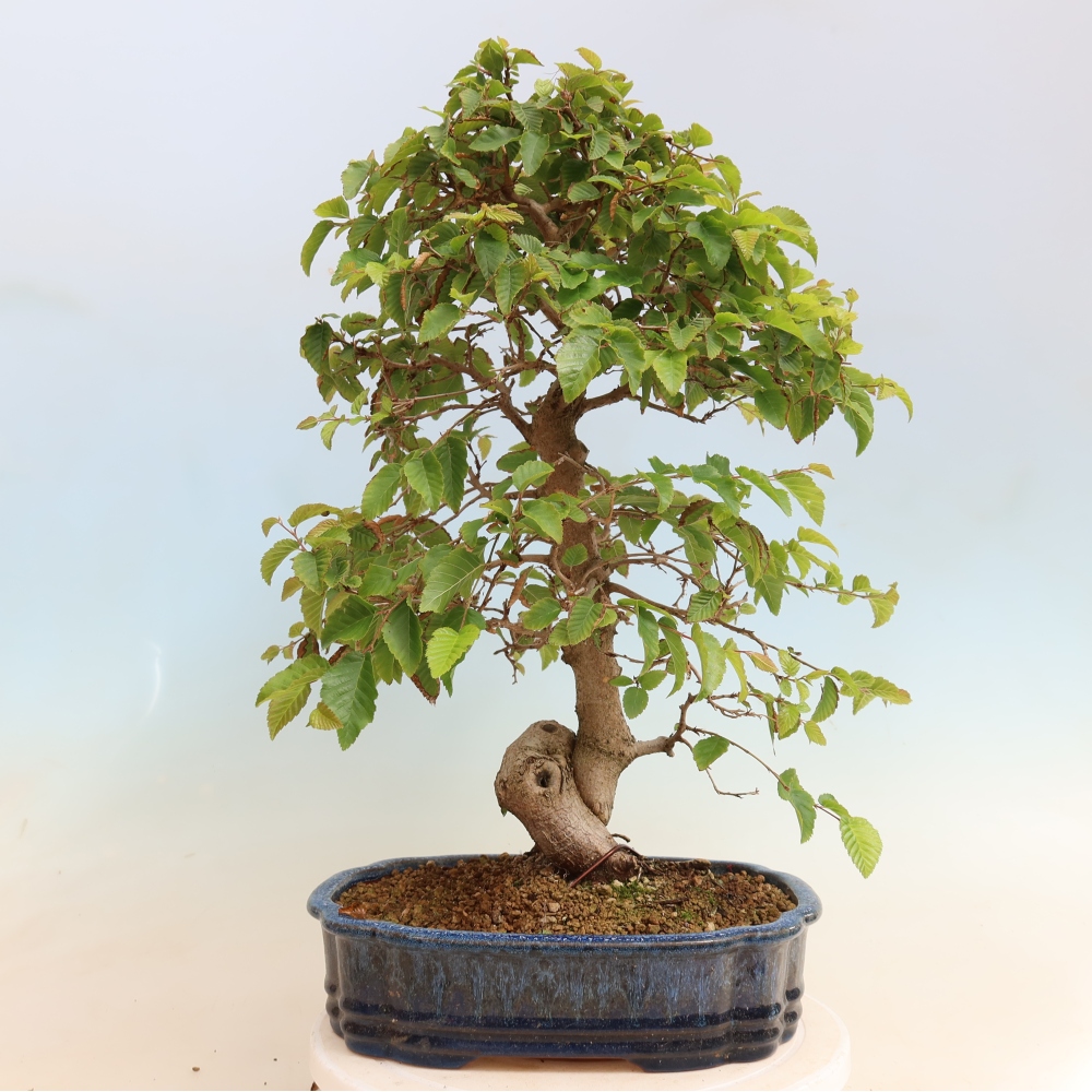 Venkovní bonsai -Carpinus CARPINOIDES - Habr korejský