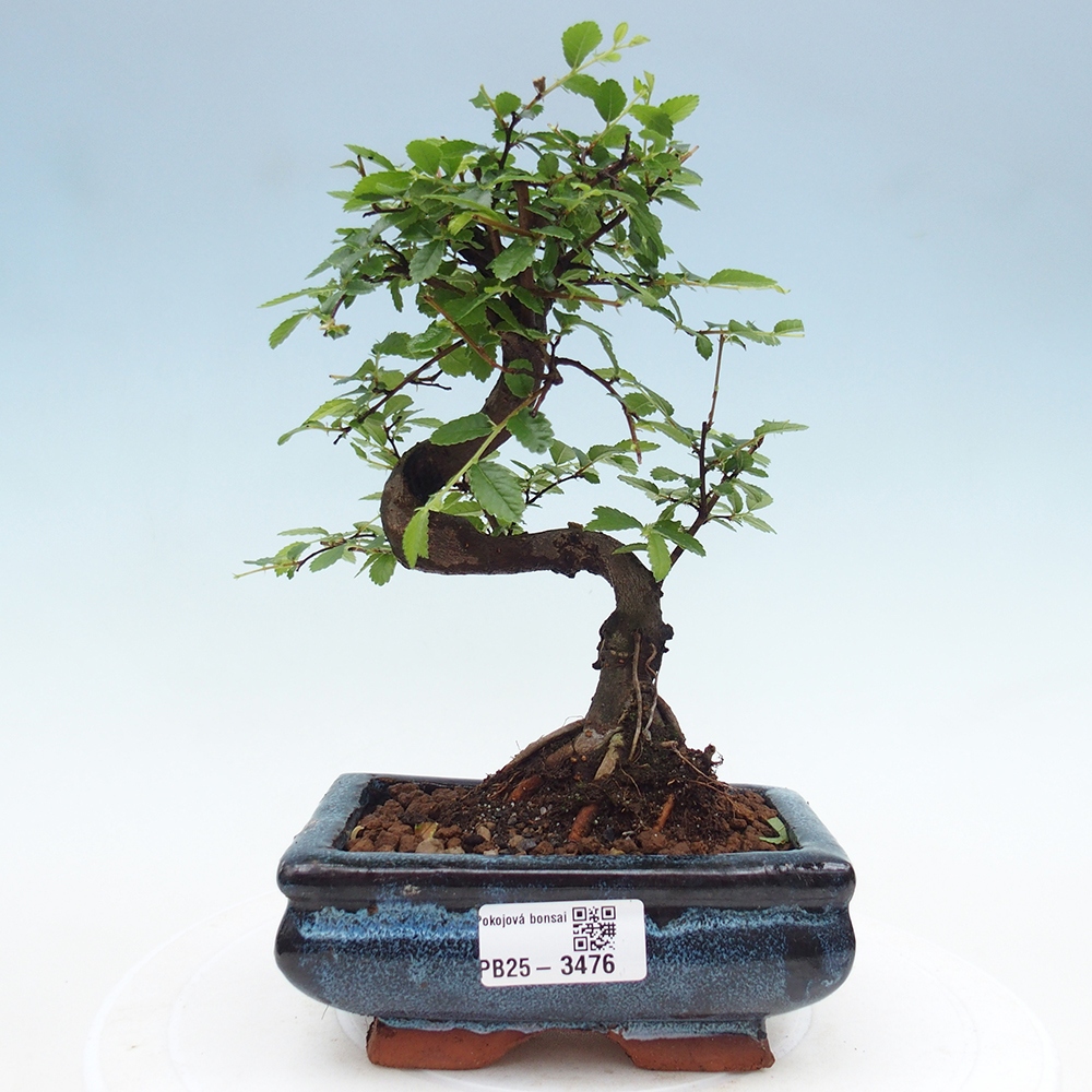Pokojová bonsai - Ulmus parvifolia - Malolistý jilm