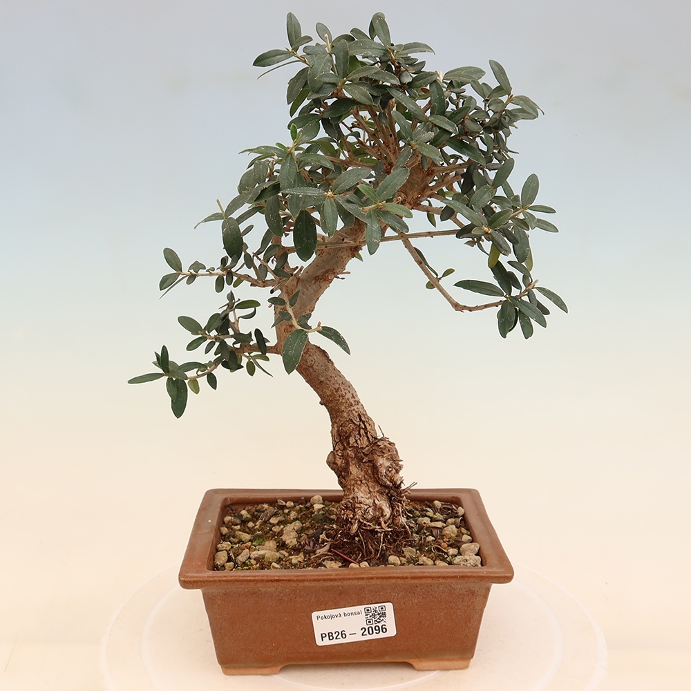 Pokojová bonsai - Olea europaea sylvestris -Oliva evropská drobnolistá