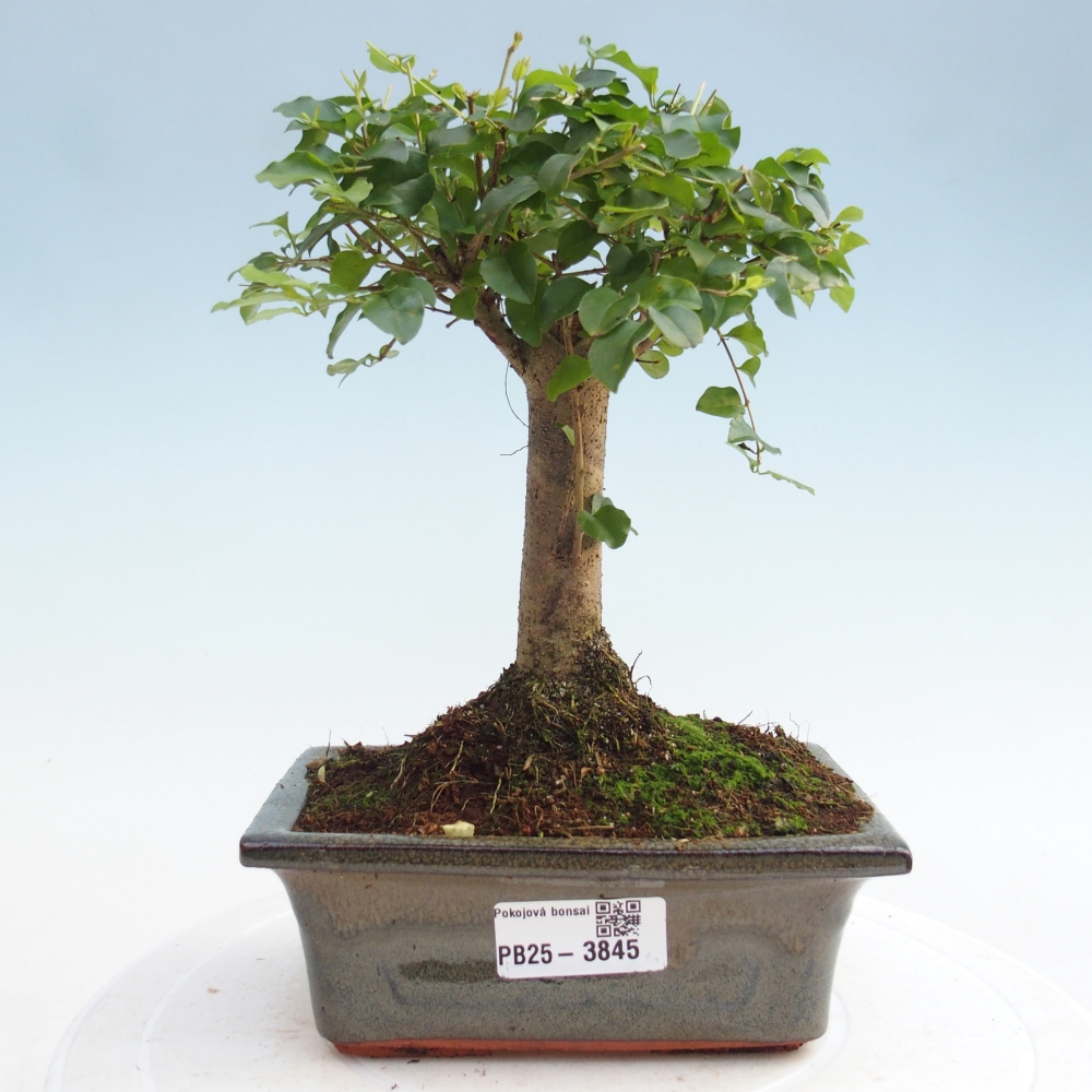 Pokojová bonsai -Ligustrum chinensis - Ptačí zob