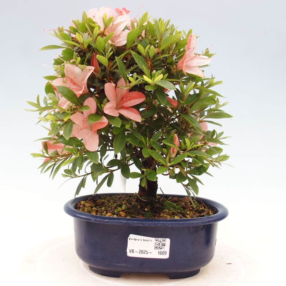 Venkovní bonsai - Japonská azalka - Azalea Nikko