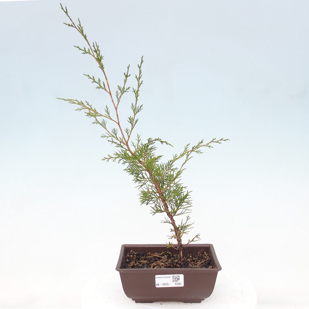 Venkovní bonsai - Juniperus chinensis Itoigawa -Jalovec čínský