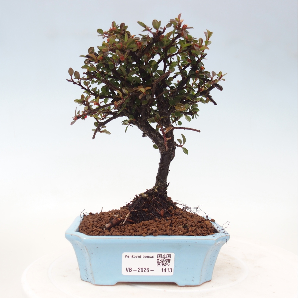 Venkovní bonsai - Cotoneaster horizontalis - Skalník