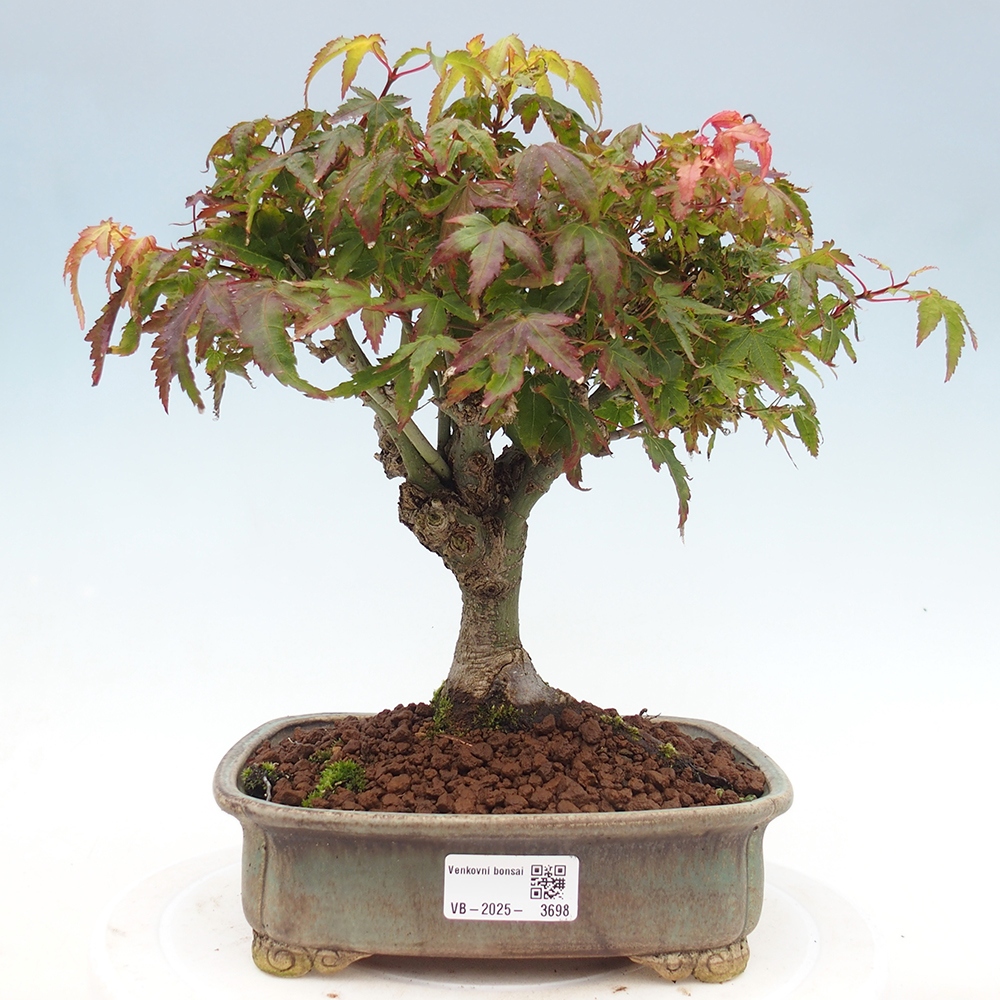 Acer palmatum KIOHIME - Javor dlanitolistý