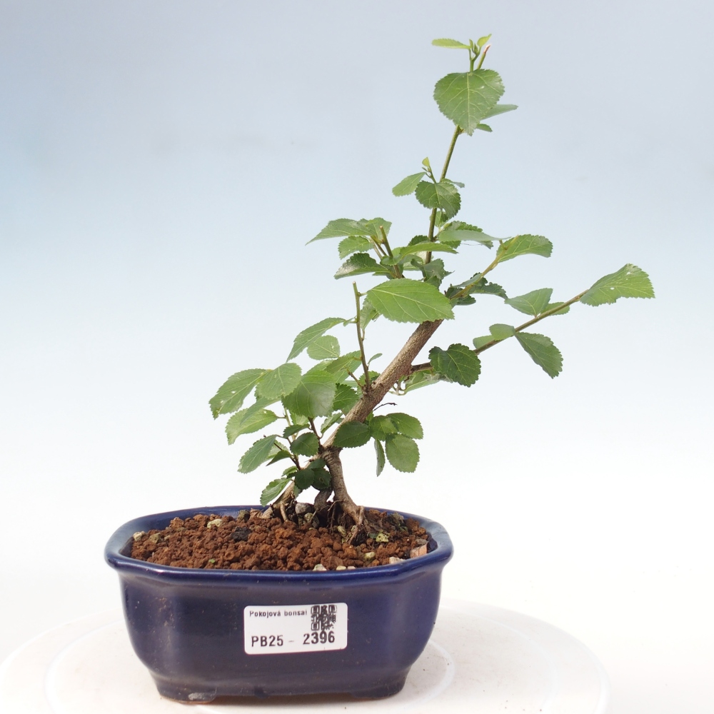 Pokojová bonsai - Grewia occidentalis - Hvězdice levandulová