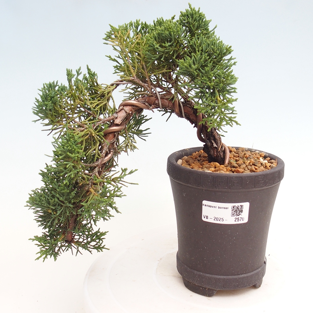 Venkovní bonsai - Juniperus chinensis Kishu -Jalovec čínský