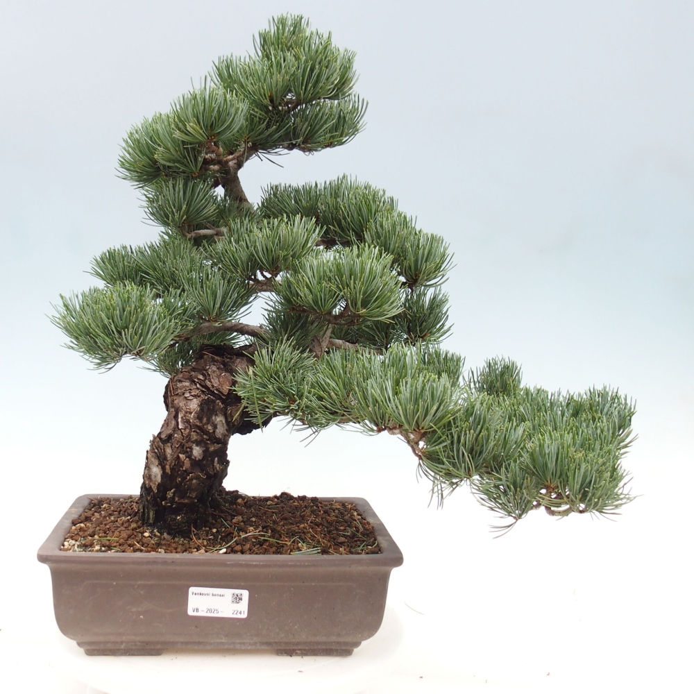 Venkovní bonsai - Pinus parviflora - Borovice drobnokvětá