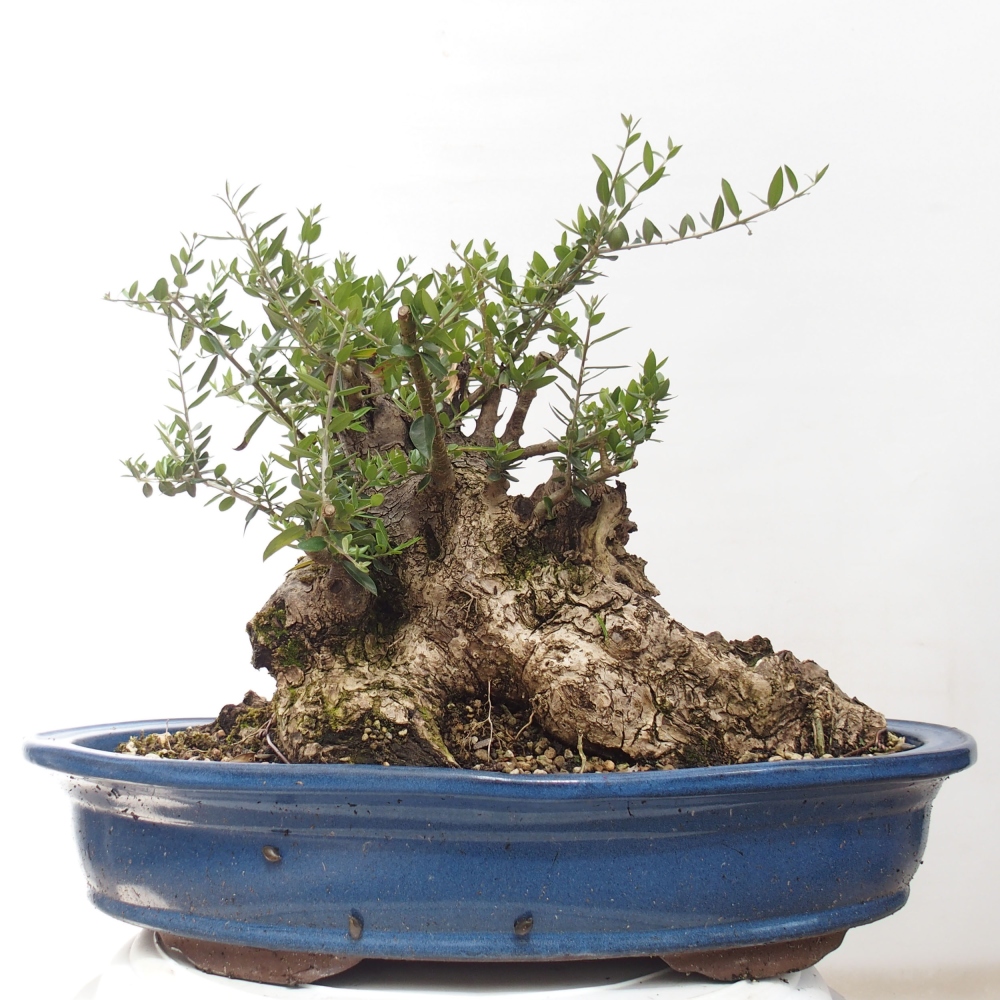 Pokojová bonsai - Olea europaea sylvestris -Oliva evropská drobnolistá