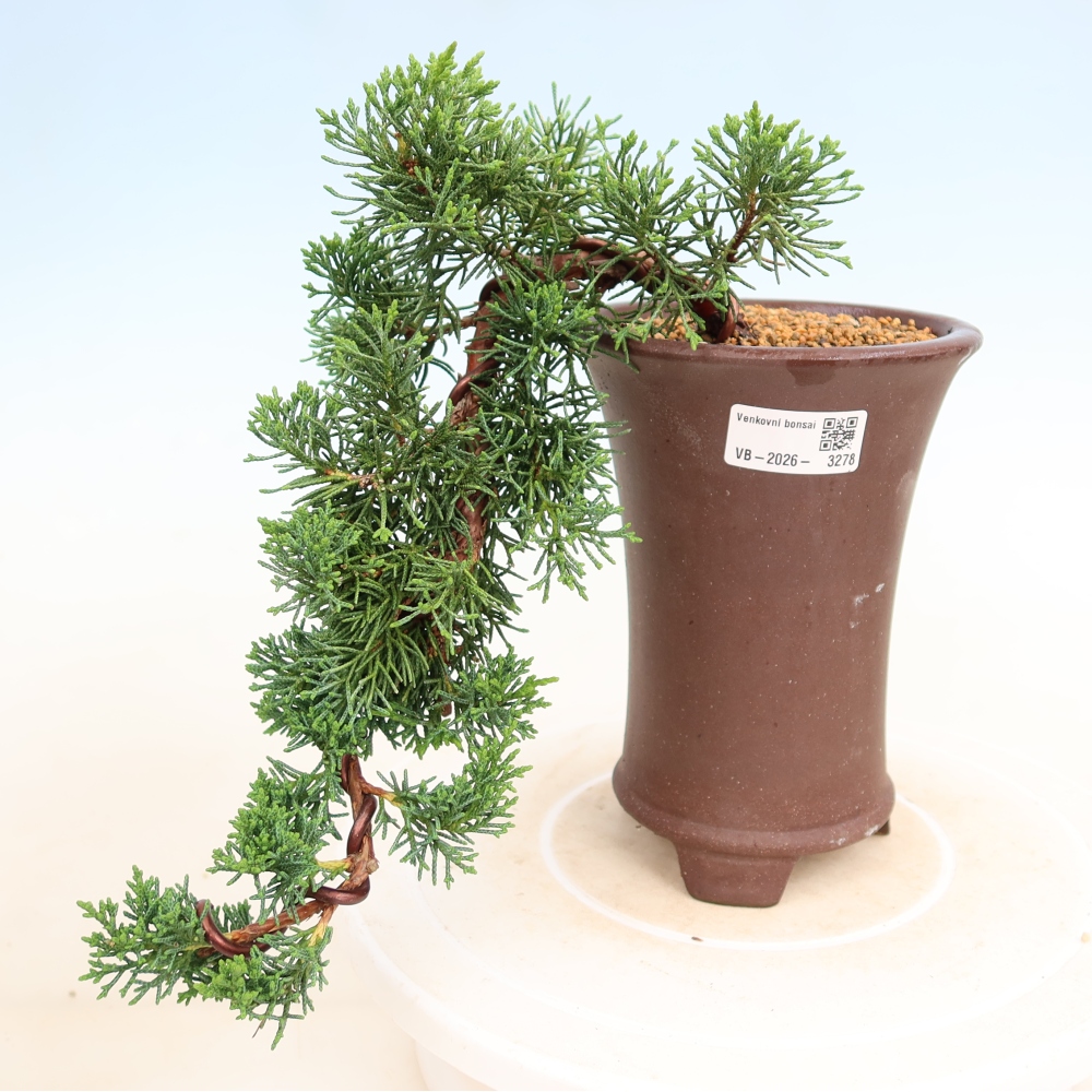 Venkovní bonsai - Juniperus chinensis Kishu -Jalovec čínský