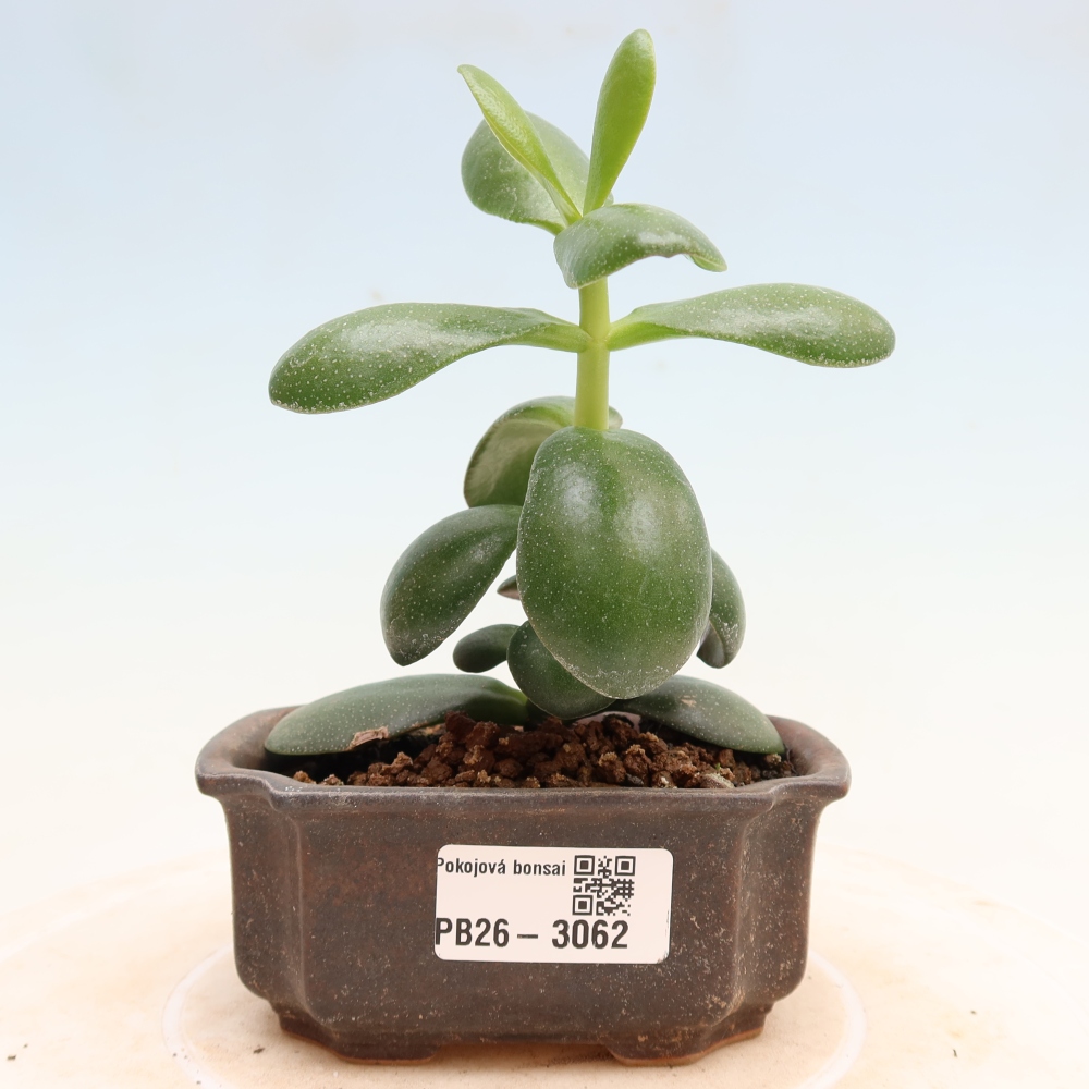 Pokojová bonsai - Tlustice vejčitá - Crassula ovata