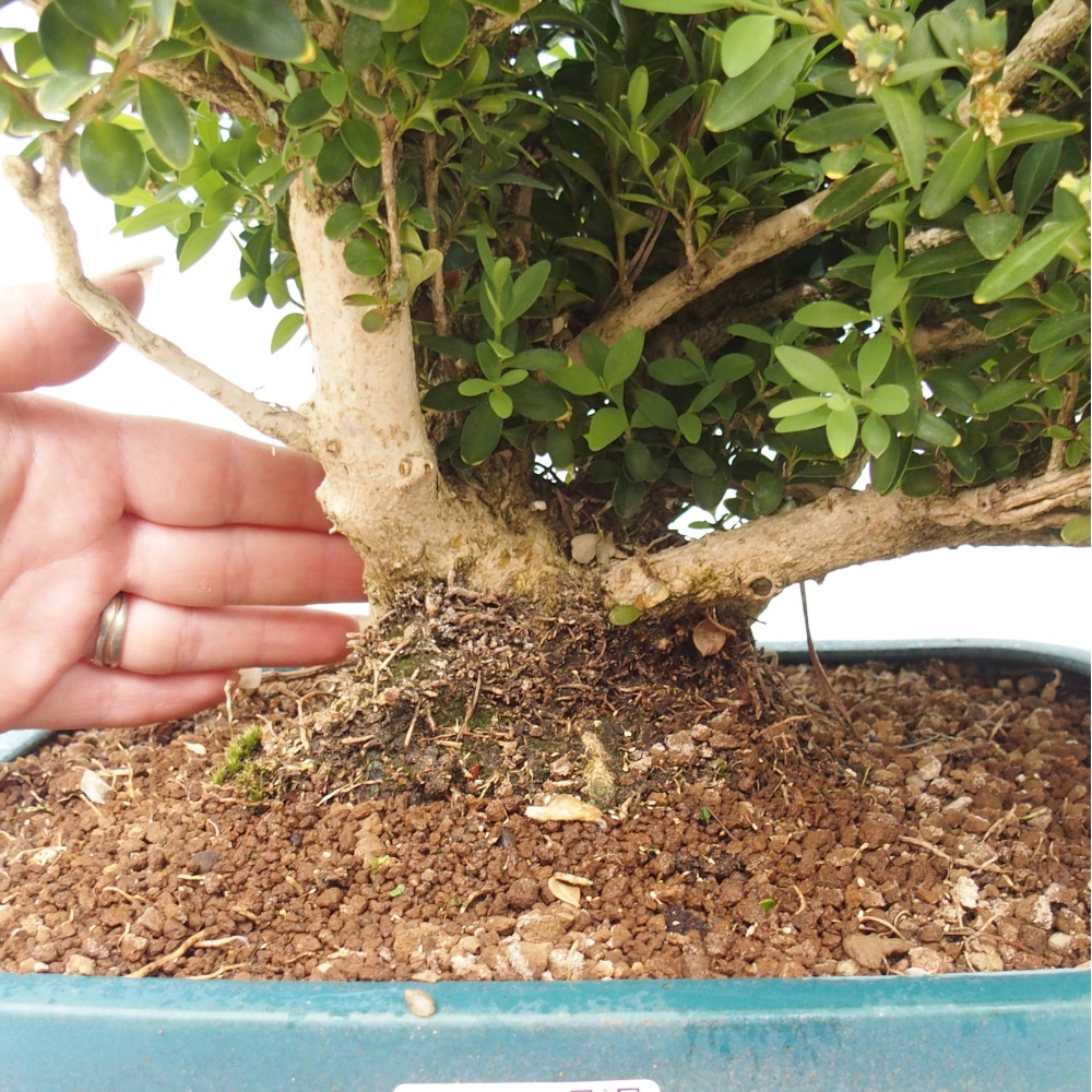 Venkovní bonsai - Buxus sempervirens - zimostráz