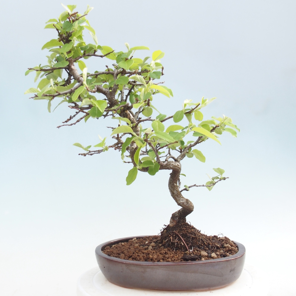 Venkovní  bonsai -  Chaneomeles chinensis - Kdoulovec čínsky