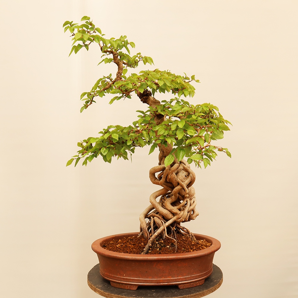 Venkovní bonsai -Carpinus Coreana - Habr korejský
