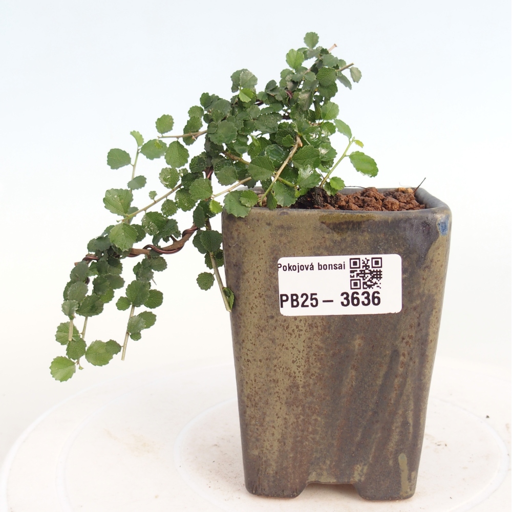 Pokojová bonsai - Grewia sp. - Grewie malolistá