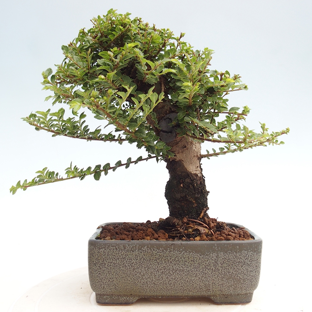 Venkovní bonsai - Ulmus parvifolia Hokkaido - jilm Čínský