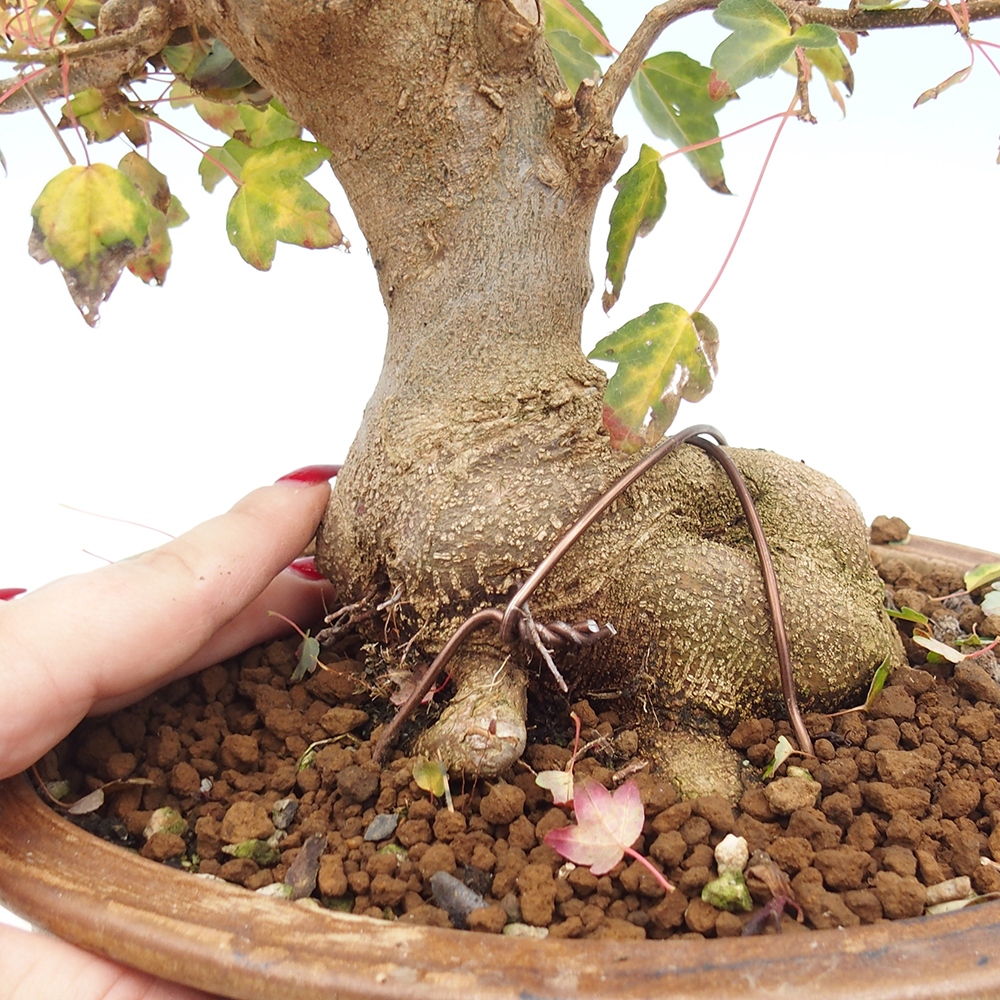 Venkovní bonsai - Acer Buergerianum - Javor Burgerův