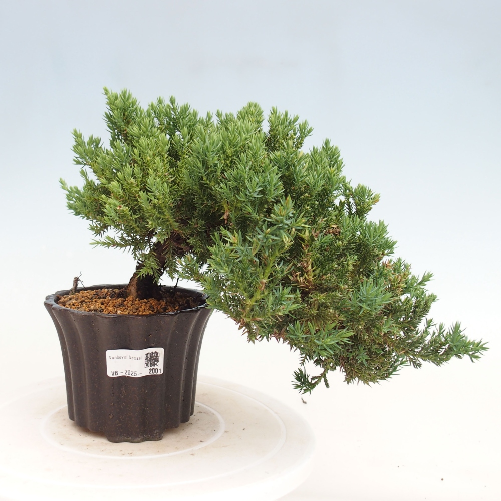 Venkovní bonsai - Juniperus procumbens - Jalovec polehavý