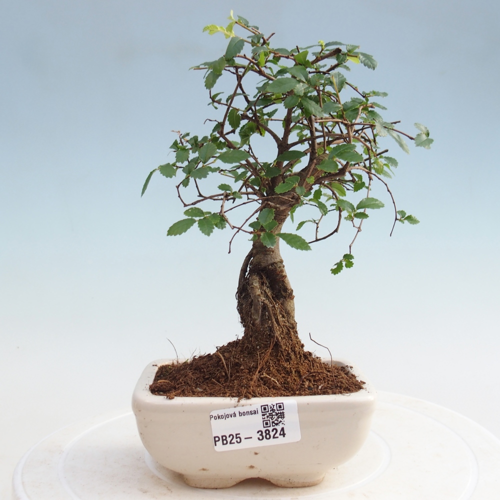 Pokojová bonsai - Ulmus parvifolia - Malolistý jilm