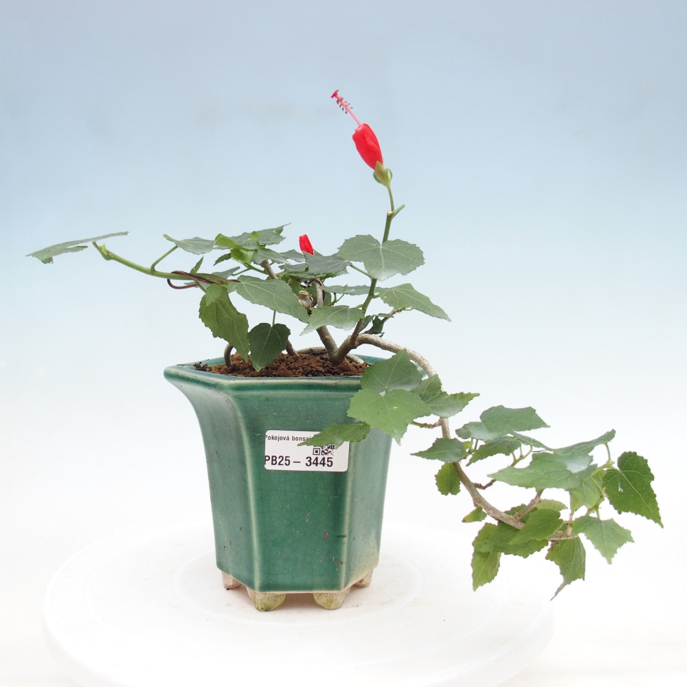 Pokojová bonsai - Malvaviscus arboreus - ibiškovec dřevnatý