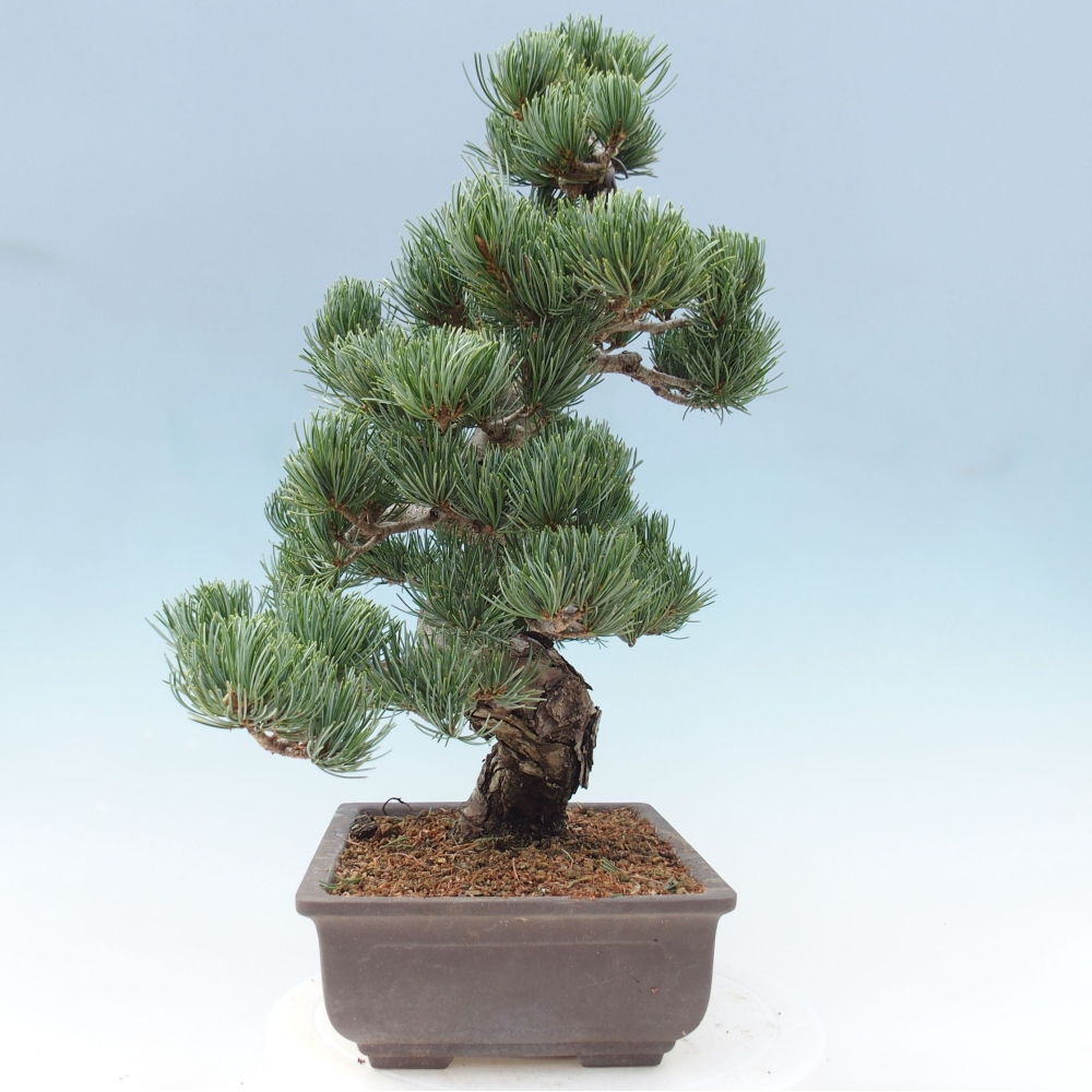 Venkovní bonsai - Pinus parviflora - Borovice drobnokvětá