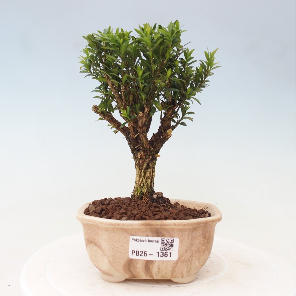 Pokojová bonsai - Buxus harlandii -korkový buxus