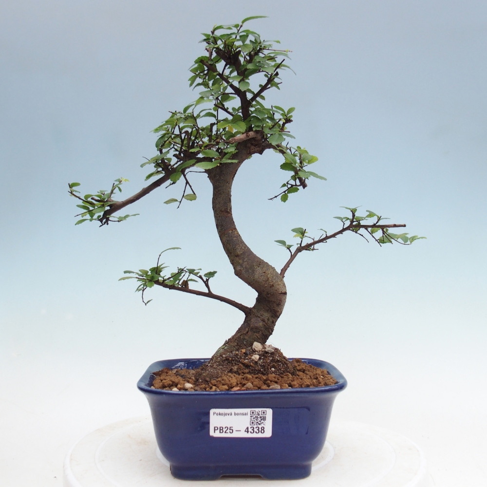Pokojová bonsai - Ulmus parvifolia - Malolistý jilm