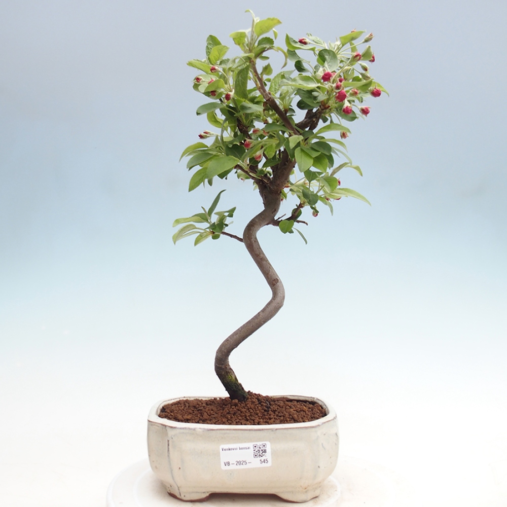 Venkovní bonsai -Malus halliana - Maloplodá jabloň