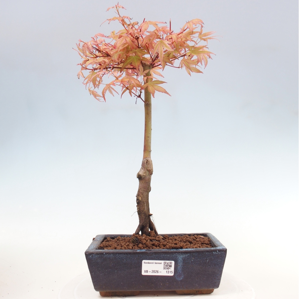 Javor dlanitolistý - Acer palmatum Beni Tsukasa