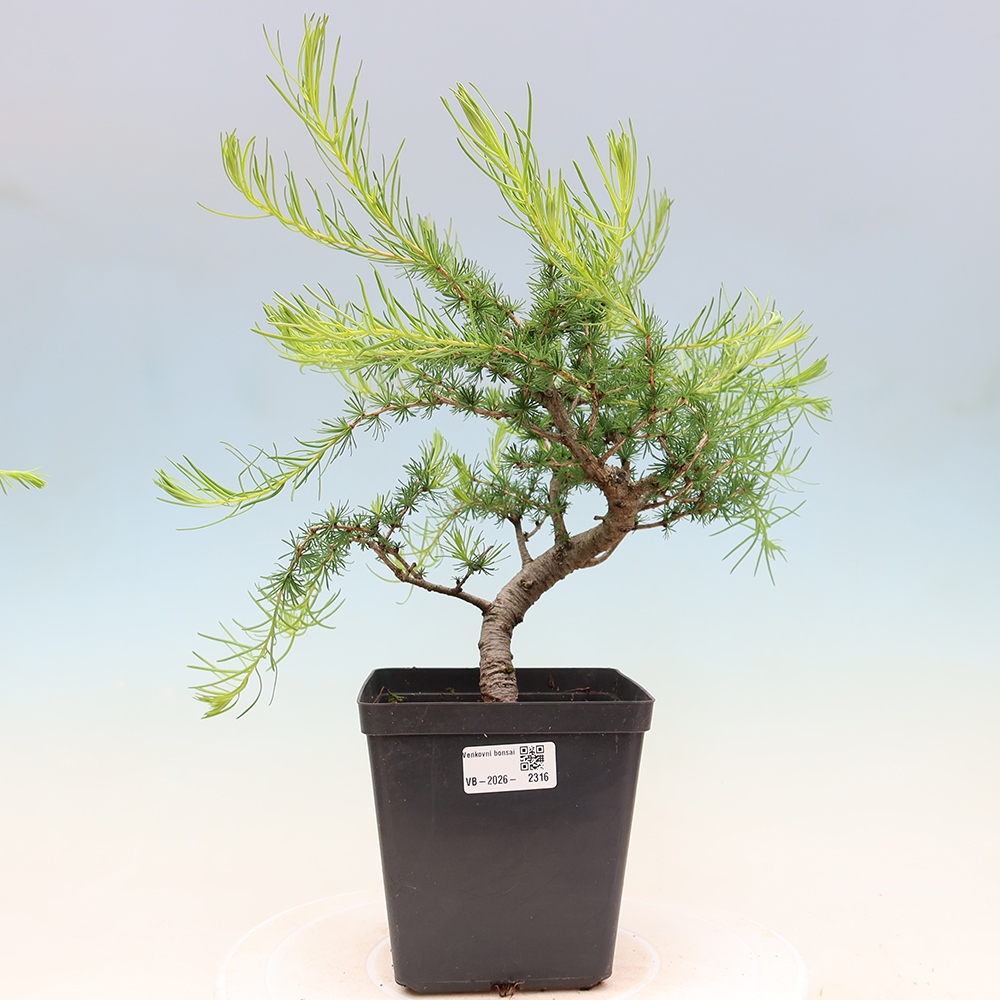 Venkovní bonsai -Larix decidua - Modřín opadavý 