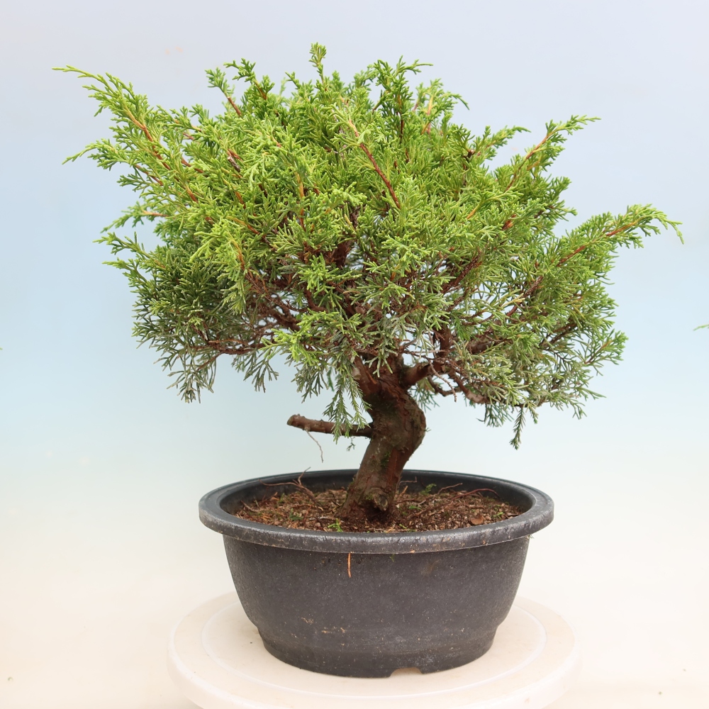 Venkovní bonsai - Juniperus chinensis Itoigawa-Jalovec čínský