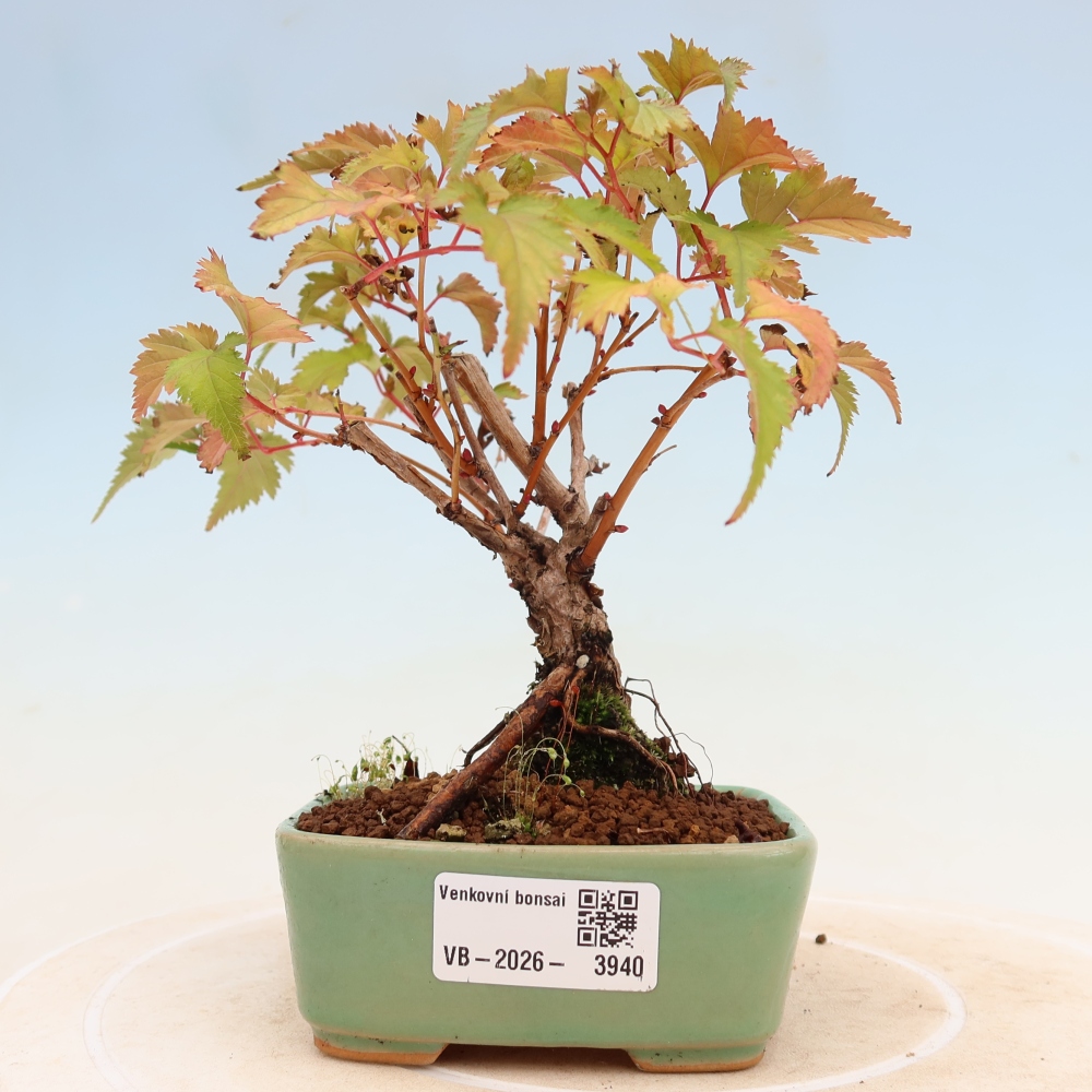 Venkovní bonsai -  Stephanandra incisa - Korunatka klaná