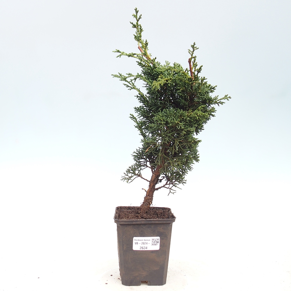 Venkovní bonsai - Juniperus chinensis Kishu -Jalovec čínský