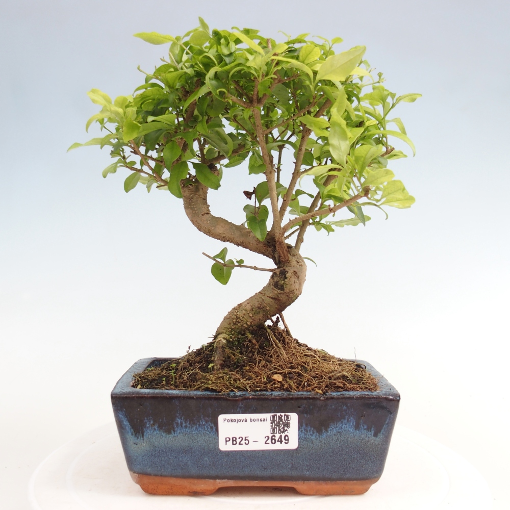 Pokojová bonsai -Ligustrum chinensis - Ptačí zob