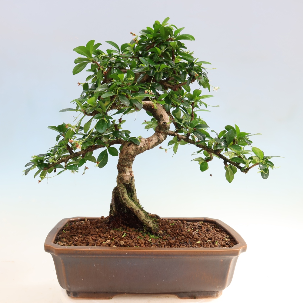 Pokojová bonsai - Carmona macrophylla - Čaj fuki
