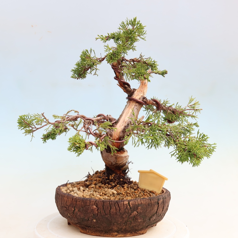 Venkovní bonsai - Juniperus chinensis Itoigawa-Jalovec čínský