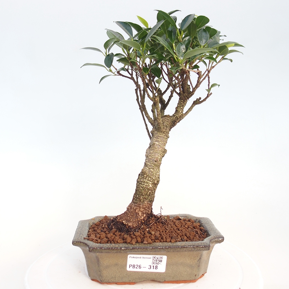 Pokojová bonsai - Ficus retusa -  malolistý fíkus