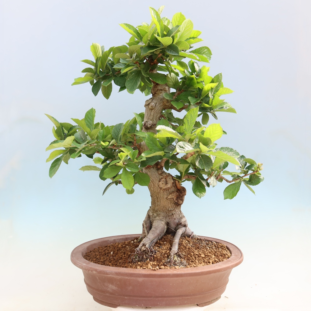 Venkovní bonsai - Blýskalka chlupatá - Photinia villosa